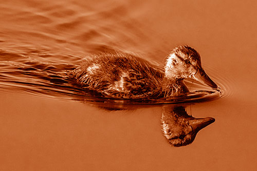 Aging Mallard Duckling Swimming Through Calm Water (Orange Shade)