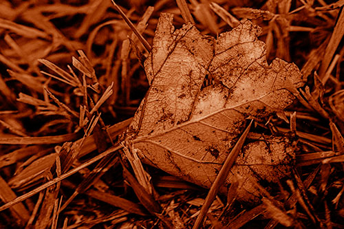 Agony Decaying Leaf Face Suffering Among Grass Blades (Orange Shade)