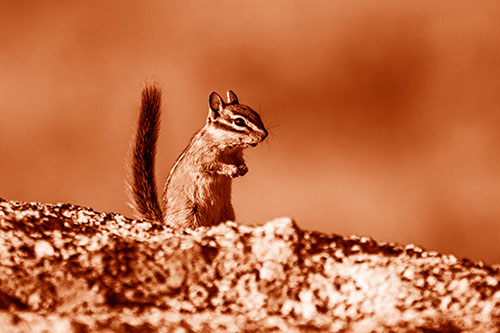 Alert Chipmunk Extending Tail Upwards (Orange Shade)