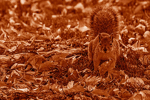Alert Squirrel Freezes Among Fall Leaves (Orange Shade)