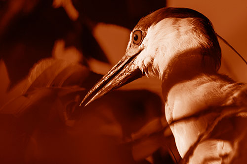 Algae Beak Black Crowned Night Heron (Orange Shade Photo)