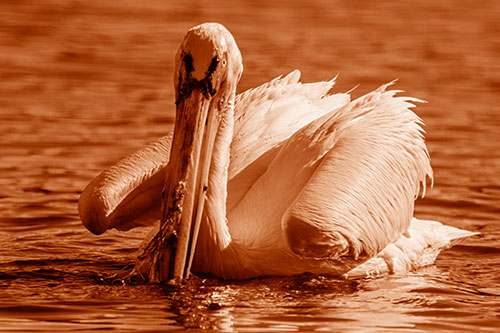 Algae Beaked Pelican Fishes For Salamanders (Orange Shade)