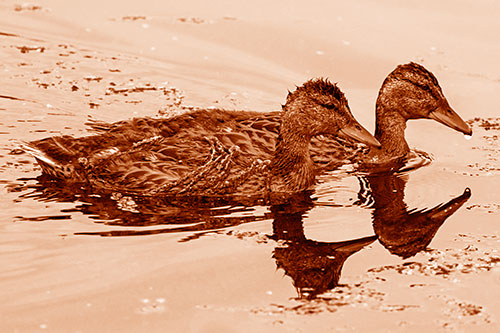 Algae Coated Female Mallard Ducks Swimming In Unison (Orange Shade)