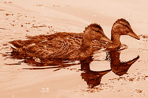 Algae Coated Female Mallard Ducks Swimming In Unison (Orange Shade Photo)