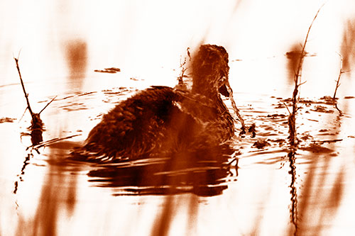 Algae Covered Loch Ness Mallard Monster Duck (Orange Shade Photo)
