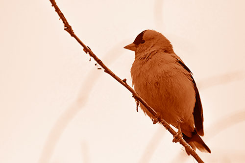 American Goldfinch Perched Along Slanted Branch (Orange Shade Photo)