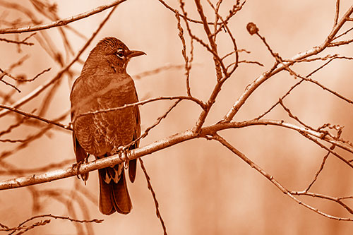 American Robin Looking Sideways Among Twisting Tree Branches (Orange Shade)