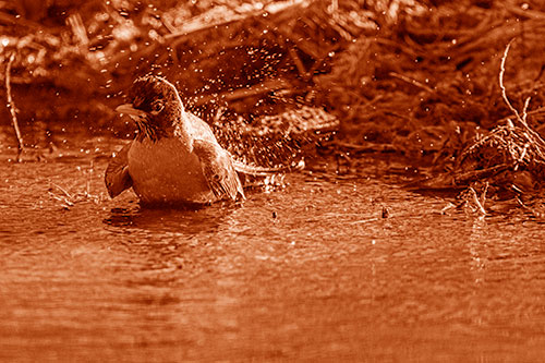 American Robin Splashing River Water (Orange Shade Photo)