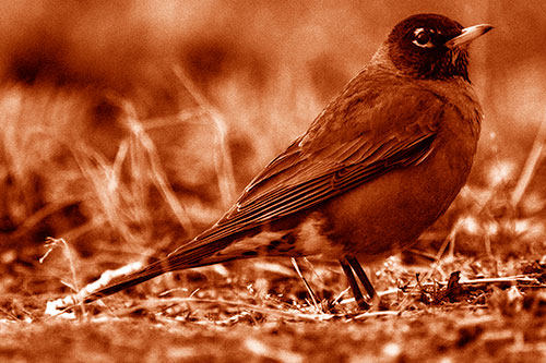 American Robin Standing Strong Among Dead Leaves (Orange Shade Photo)