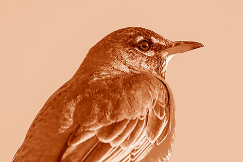 American Robin Watching Sunrise Along Horizon (Orange Shade)