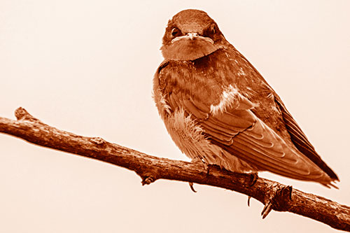 Angry Barn Swallow Looking Backwards (Orange Shade)