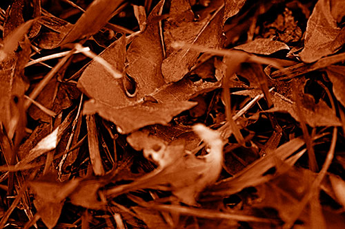 Angry Rotting Triangular Leaf Face (Orange Shade)