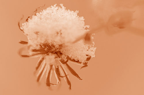 Angry Snow Faced Aster Screaming Among Cold (Orange Shade Photo)