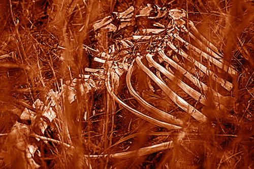 Animal Skeleton Remains Resting Beyond Plants (Orange Shade Photo)