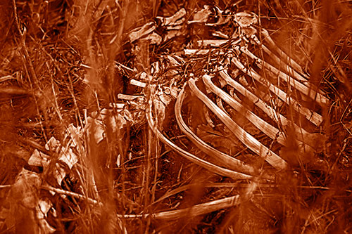 Animal Skeleton Remains Resting Beyond Plants (Orange Shade)