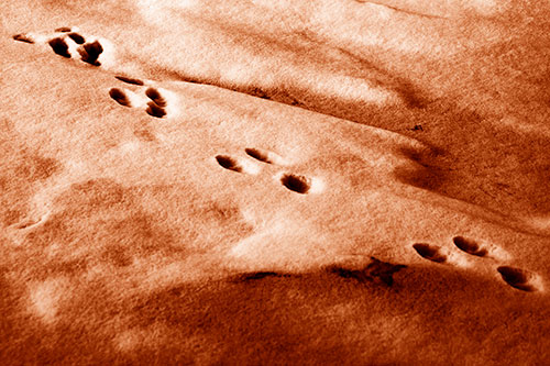 Animal Snow Footprint Trail (Orange Shade Photo)
