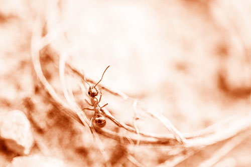 Ant Celebrating On A Curved Stick (Orange Shade Photo)