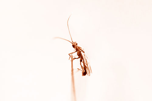 Ant Clinging Atop Piece Of Grass (Orange Shade Photo)