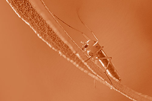 Arm Raising Midge Fly Rests Among Sloping Leaf (Orange Shade)