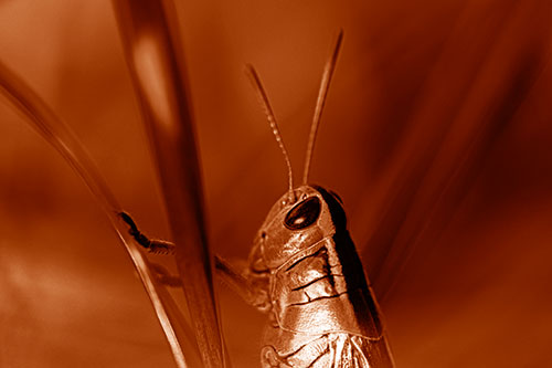 Arm Resting Grasshopper Watches Surroundings (Orange Shade Photo)