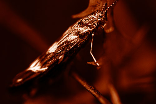 Arm Resting Leaf Blotch Miner Moth (Orange Shade Photo)