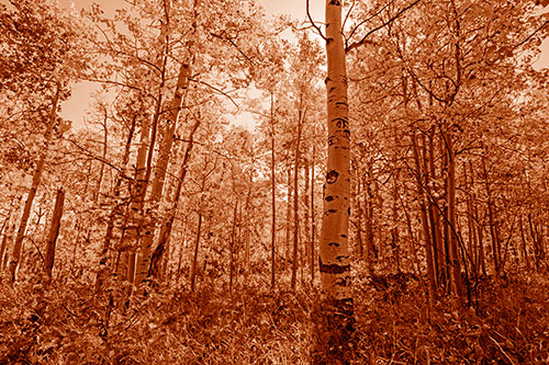 Aspen Trees Illuminate Among Sunshine (Orange Shade Photo)