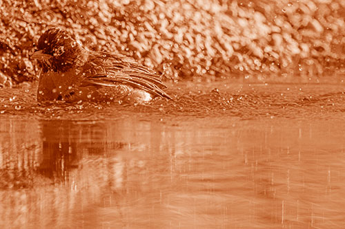 Bathing American Robin Splashing Water Along Shoreline (Orange Shade Photo)