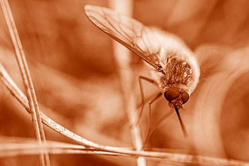 Bee Fly Balances Atop Dried Grass Blades (Orange Shade)