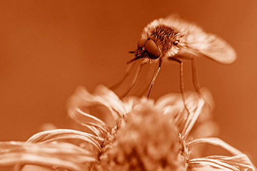 Bee Fly Standing Atop Gumplant Petals (Orange Shade)
