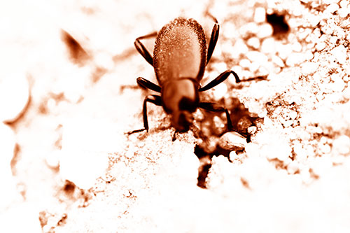 Beetle Beside Dirt Hole (Orange Shade Photo)