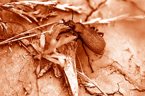 Beetle Searching Dry Land For Food (Orange Shade Photo)