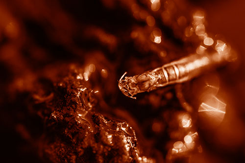 Bent Antenna Larva Slithering Across Soaked Rock (Orange Shade)