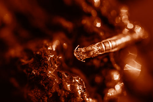 Bent Antenna Larva Slithering Across Soaked Rock (Orange Shade Photo)