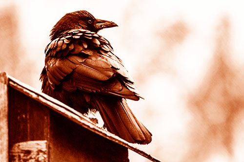 Big Crow Too Large For Bird House (Orange Shade Photo)