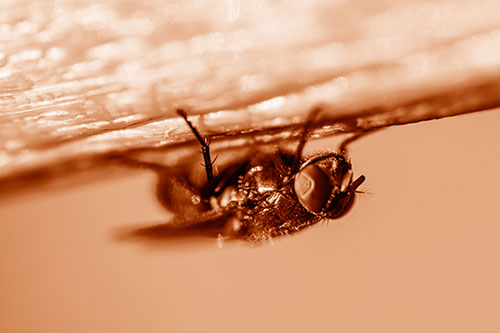 Big Eyed Blow Fly Perched Upside Down (Orange Shade Photo)