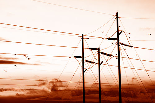 Bird Flock Flying Behind Powerline Sunset (Orange Shade Photo)