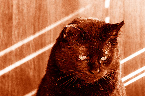 Black Cat Looking Downwards Among Sun Rays (Orange Shade)