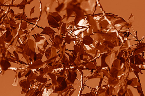 Black Crowned Night Heron Hiding Among Leaves (Orange Shade)