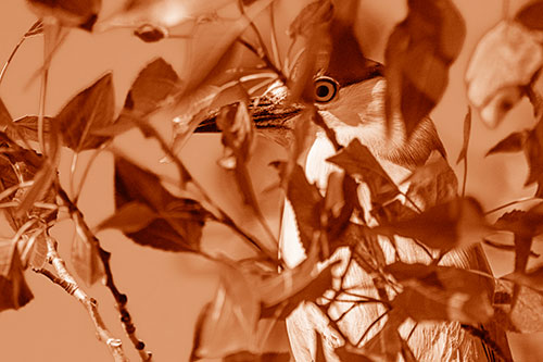 Black Crowned Night Heron Keeping Watch Among Leaves (Orange Shade)