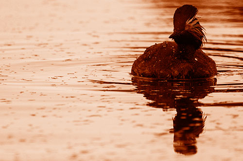Black Necked Eared Grebe Floating Atop Lake (Orange Shade)