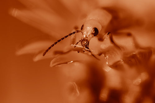 Blister Beetle Feasts Atop Gumplant Flower (Orange Shade)