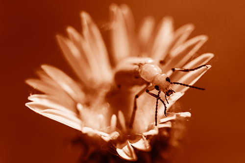 Blister Beetle Guards Gumplant Flower (Orange Shade)