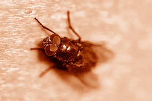 Blow Fly Spread Vertically (Orange Shade Photo)