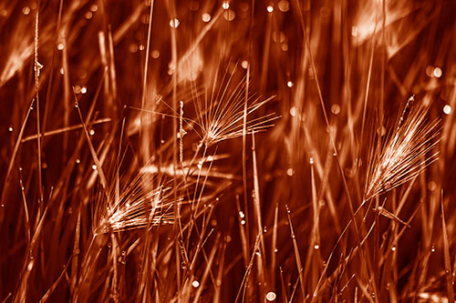 Blurry Water Droplets Clamp Onto Reed Grass (Orange Shade Photo)