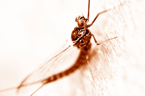 Body Bending Mayfly Resting Vertically (Orange Shade Photo)