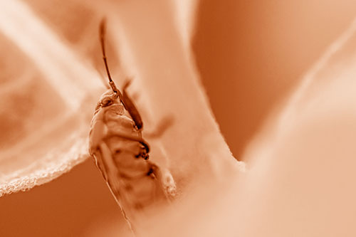 Boxelder Beetle Crawling Up Plant Stem (Orange Shade Photo)