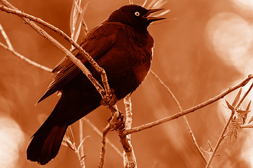 Brewers Blackbird Chirping Atop Sloping Branch (Orange Shade Photo)