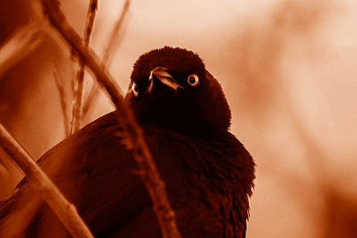 Brewers Blackbird Keeping Watch (Orange Shade Photo)