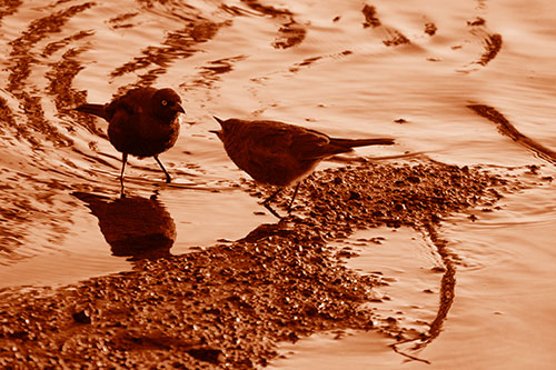 Brewers Blackbirds Feeding Along Shoreline (Orange Shade Photo)