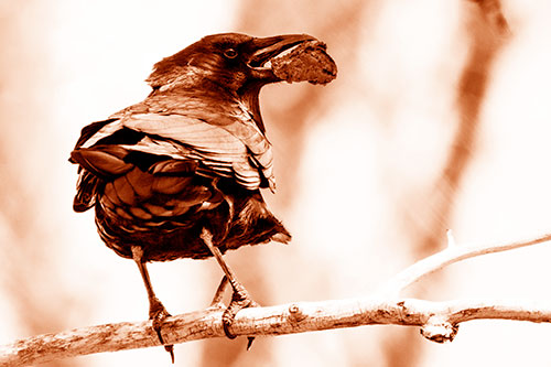 Brownie Crow Perched On Tree Branch (Orange Shade Photo)